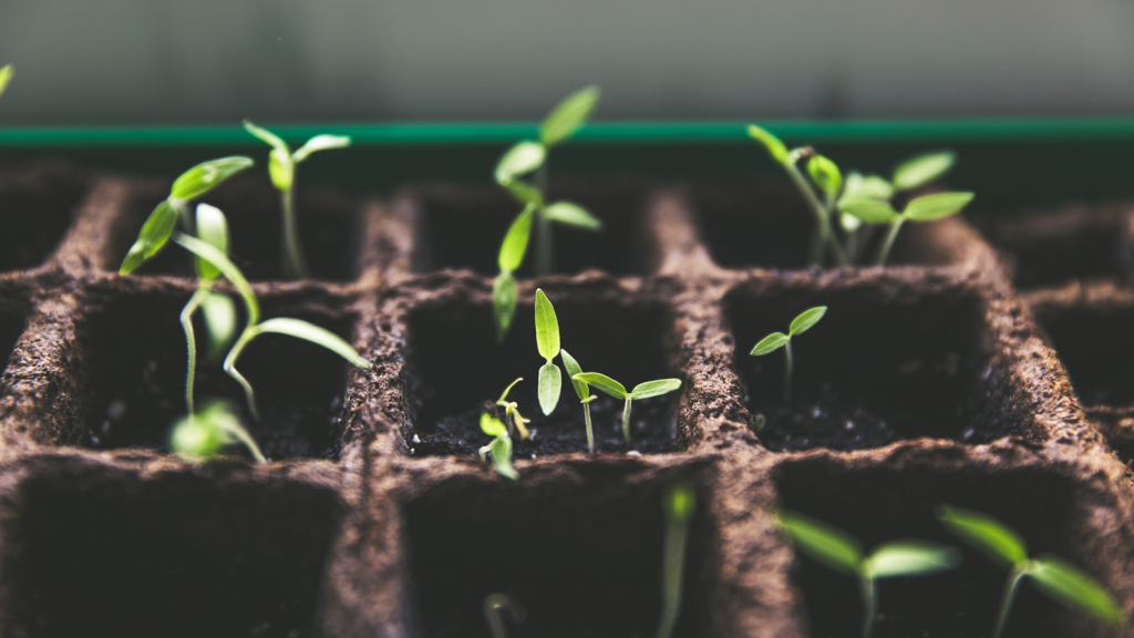 plants growing