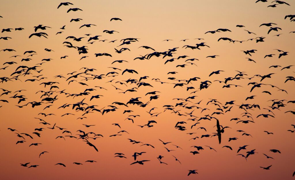 Software migration