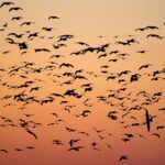 Software migration