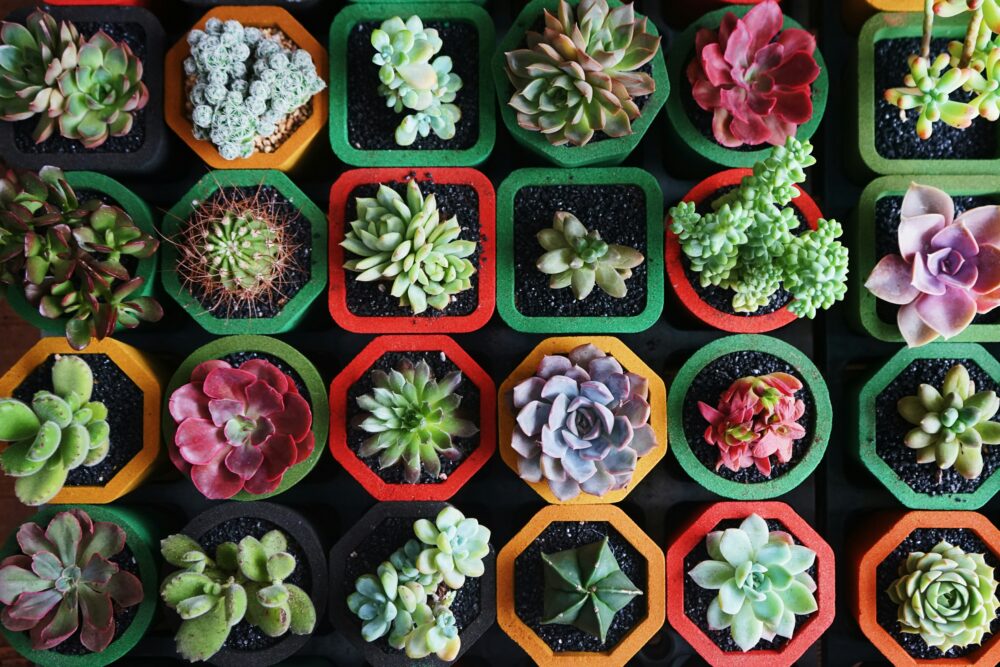 plants